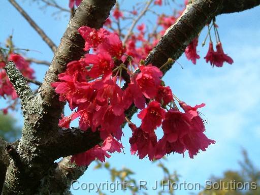 Prunus campanulata 